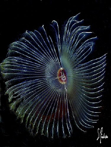 This image of a Split Crown Feather Duster was taken duri... by Steven Anderson 